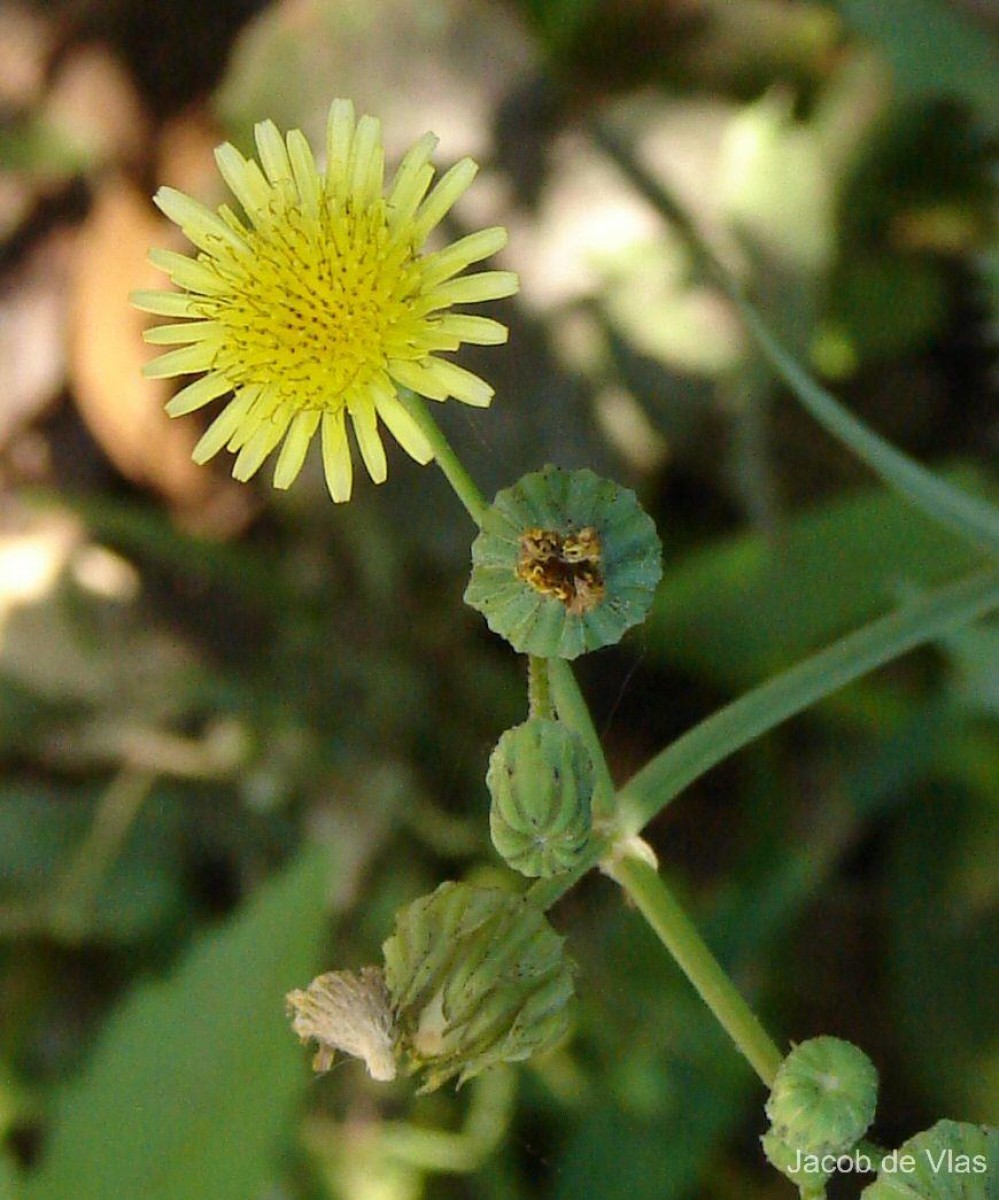 Sonchus oleraceus L.